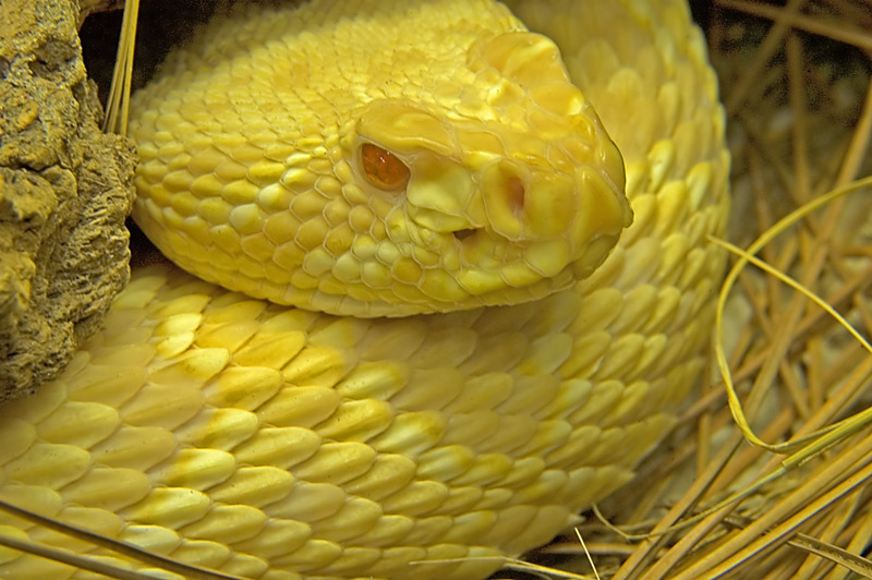 Yellow Snake