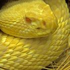 Yellow Snake