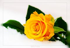 Yellow Snowrose