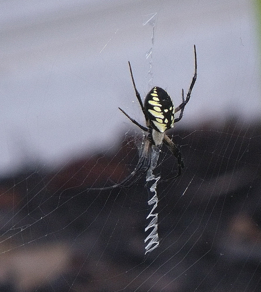 Yellow Spider