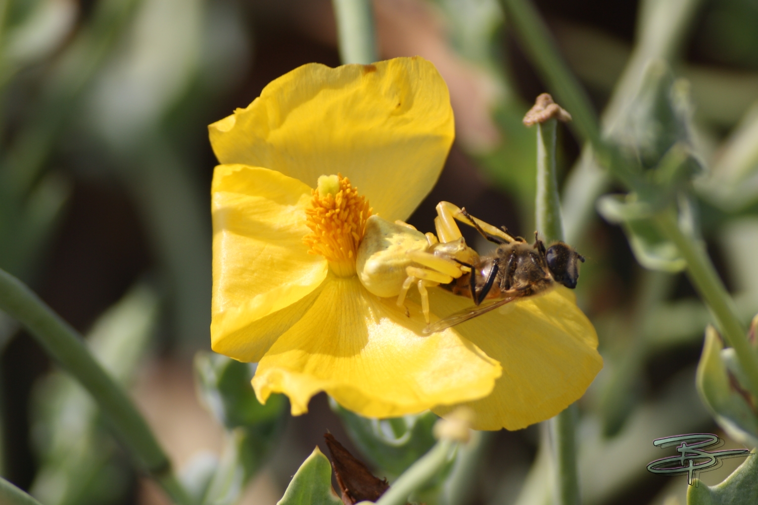 Yellow Spider