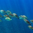 Yellow Spot Rabbitfish