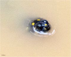 Yellow Spotted Turtle Selva Ecuador