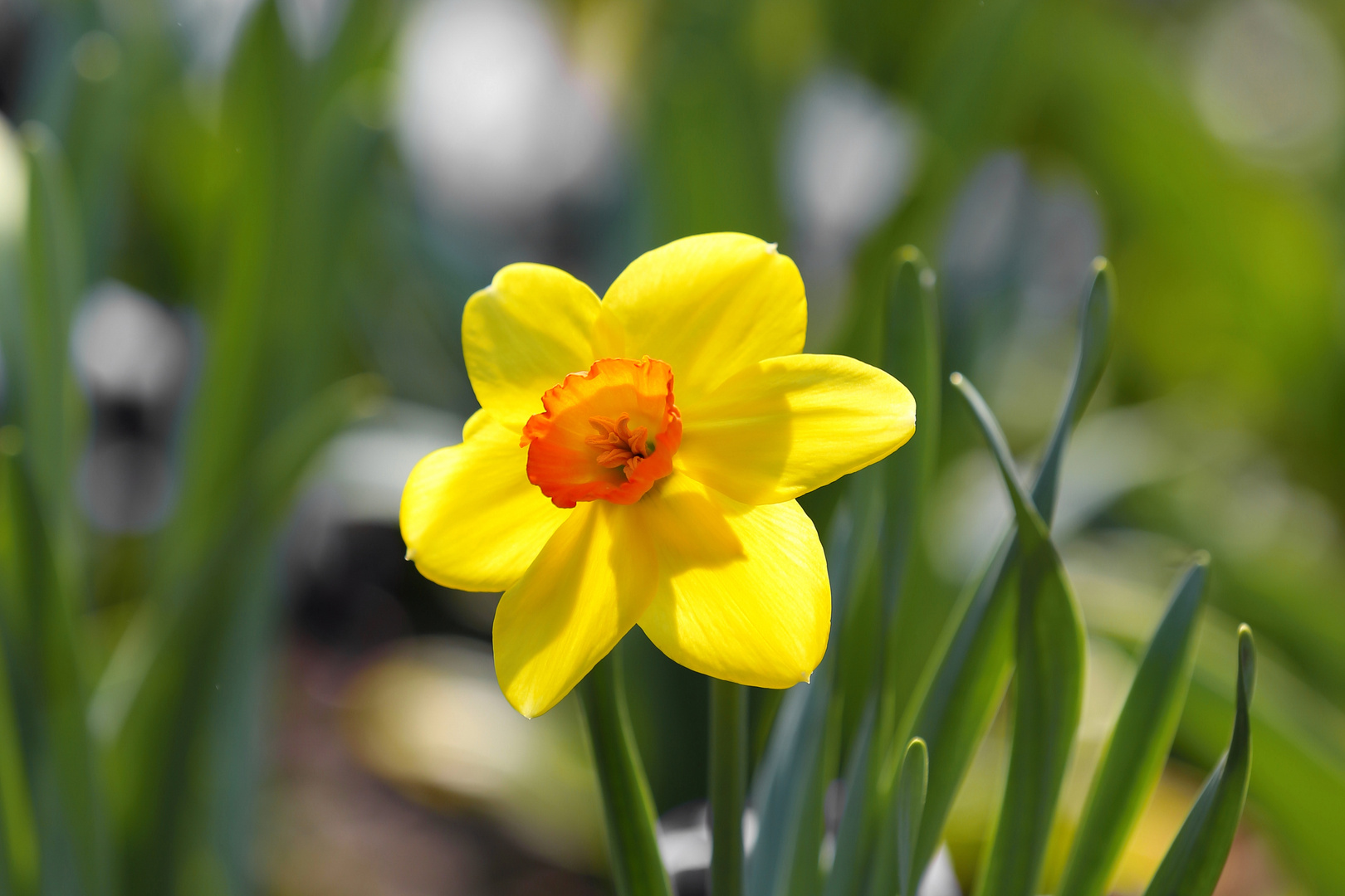 Yellow Spring Daffodil - Berlin,Germany