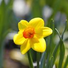 Yellow Spring Daffodil - Berlin,Germany