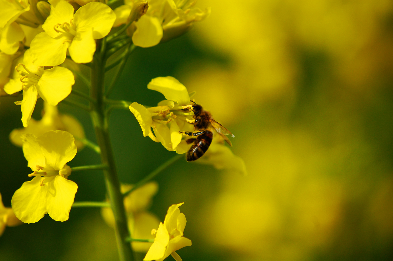 yellow spring