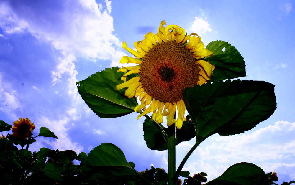 Yellow Star im Rampenlicht