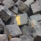 Yellow Stones