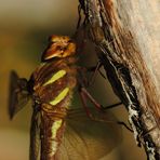 ~ Yellow-Striped Brownie ~ (Aeshna grandis)