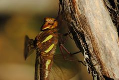 ~ Yellow-Striped Brownie ~ (Aeshna grandis)