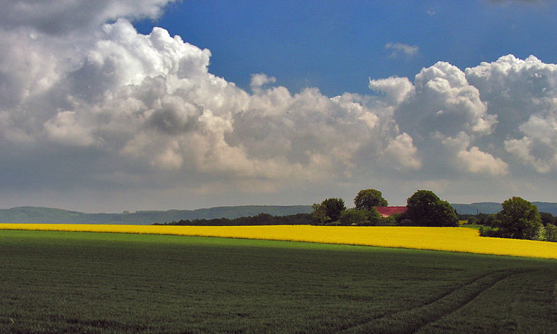 Yellow Stripes.....