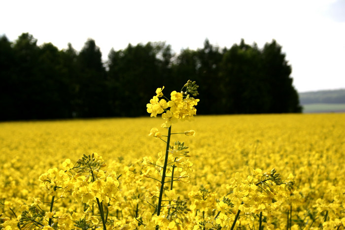 yellow summer