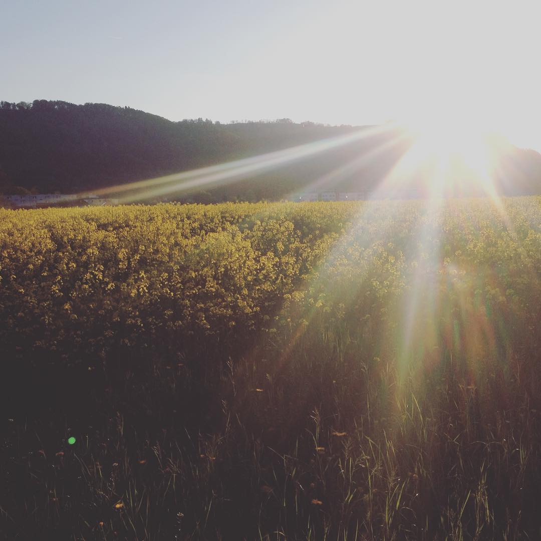 yellow sun and flowers