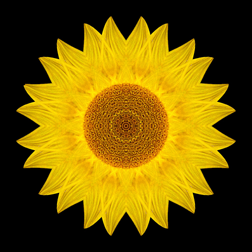 Yellow Sunflower IX