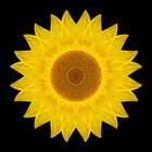 Yellow Sunflower IX