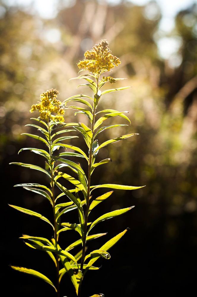 Yellow sunshine