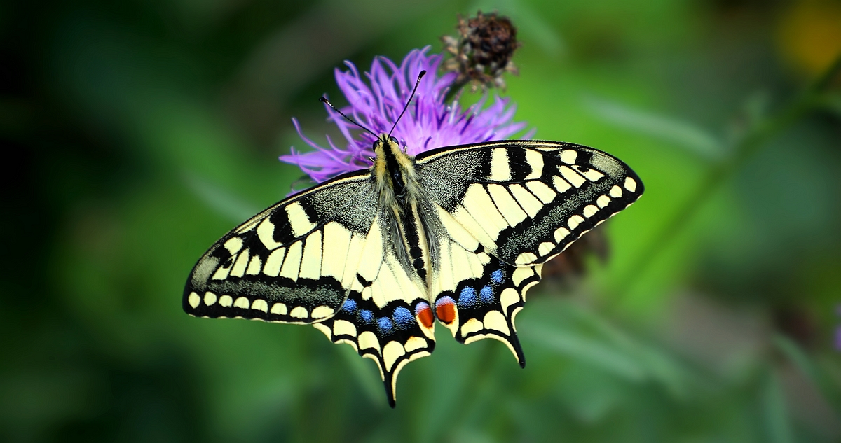 Yellow Swallowtail 