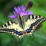 Yellow Swallowtail 