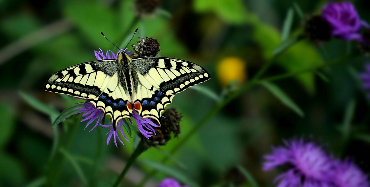 Yellow Swallowtail