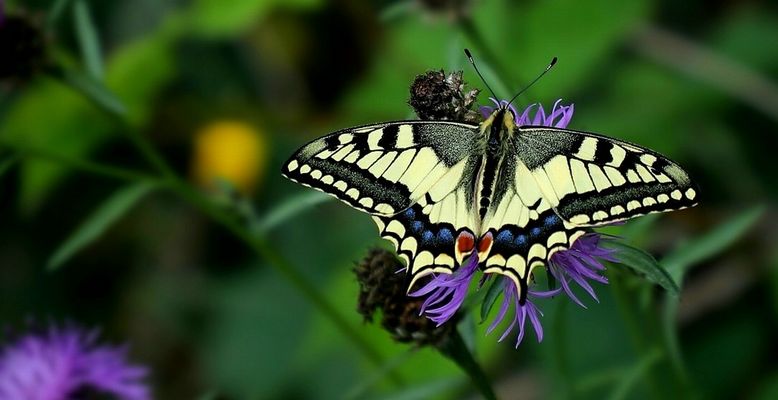 Yellow Swallowtail