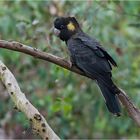 Yellow tailed Black Cockatoo