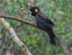 Yellow tailed Black Cockatoo