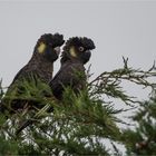 Yellow-tailed black cockatoo