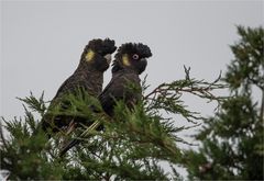 Yellow-tailed black cockatoo