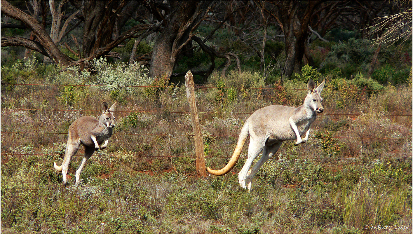 Yellow Tails Kangaroos / Yellow Tail Wine *** Foto & Bild australia & oceania, australia