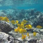 Yellow tang