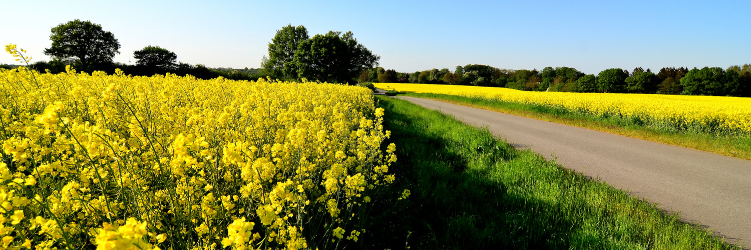 YELLOW - the favourite colour (time being)