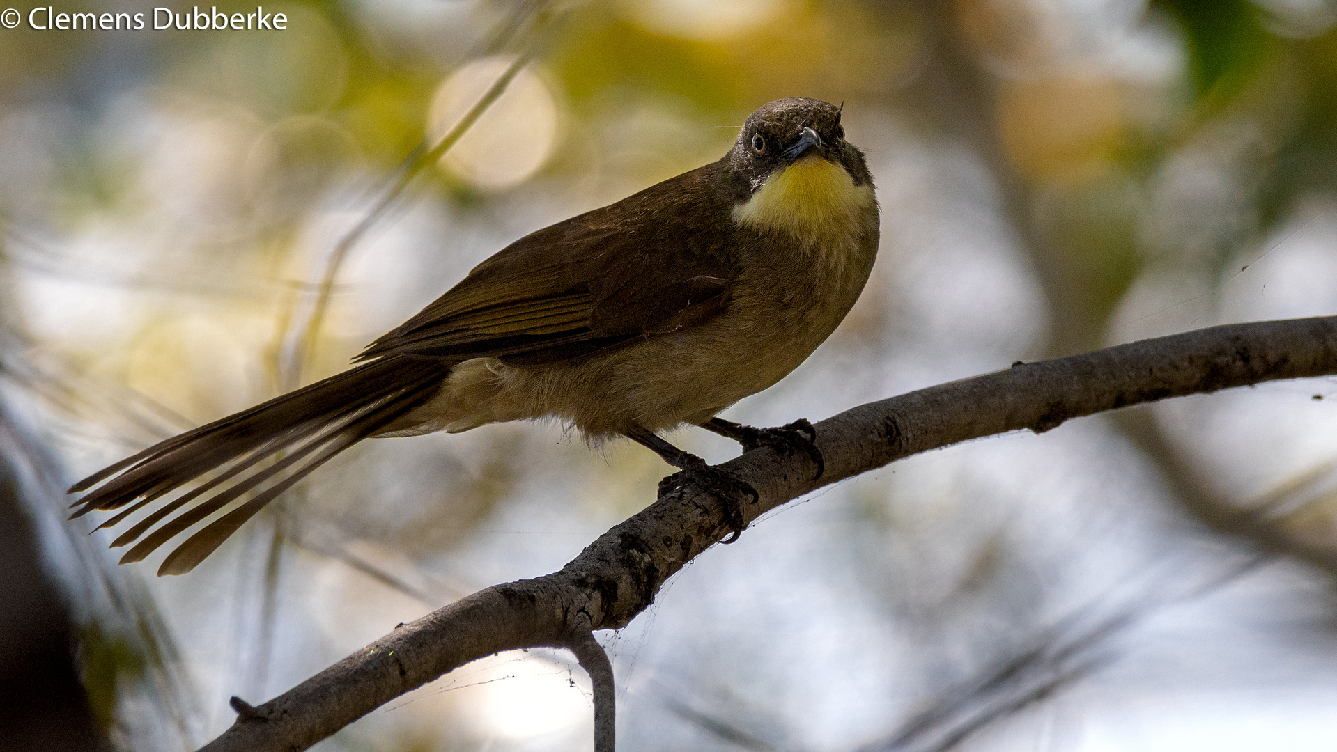 Yellow-throated Leaflove