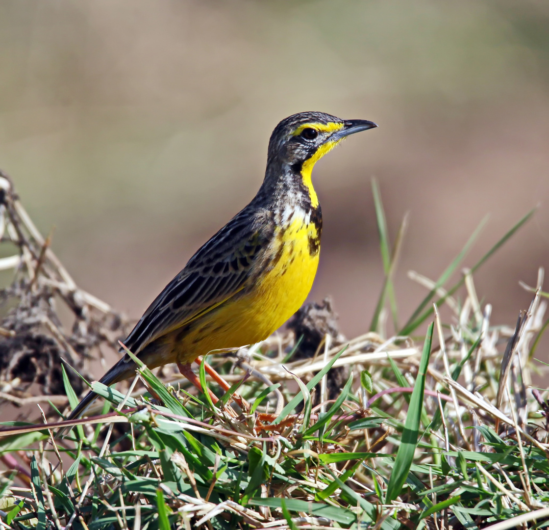 Yellow-throated longclaw,Gelbkehlpieper