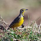 Yellow-throated longclaw,Gelbkehlpieper