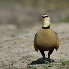 Yellow-throated Sandgrouse