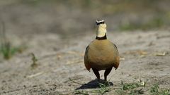 Yellow-throated Sandgrouse