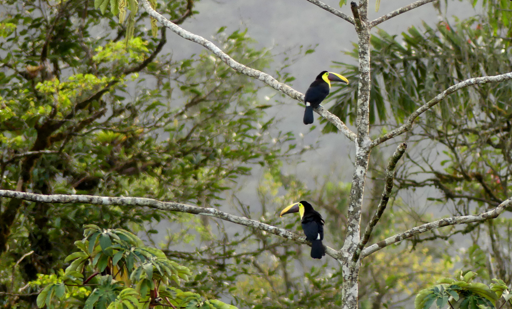 - Yellow-throated toucan -