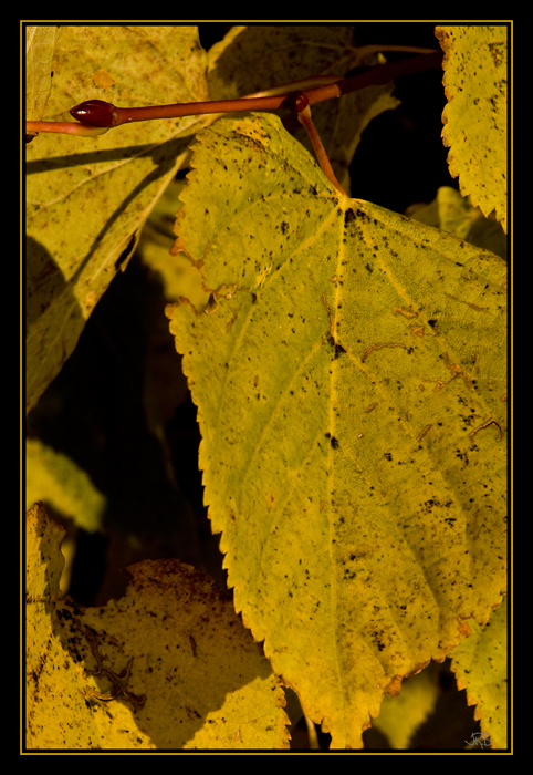 Yellow Tilia cordata