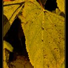 Yellow Tilia cordata