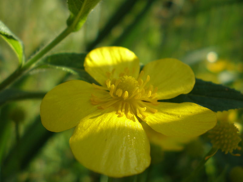 Yellow treasure