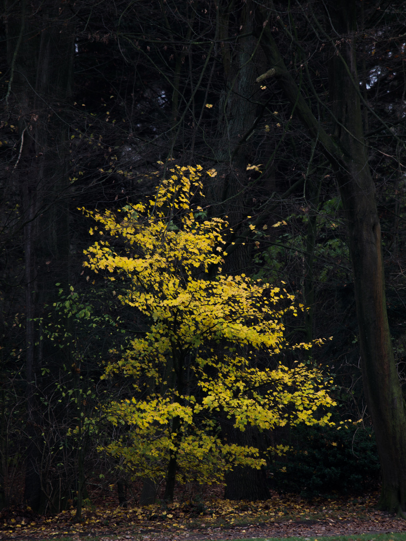 Yellow tree