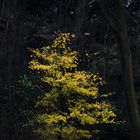 Yellow tree