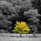 Yellow  Tree