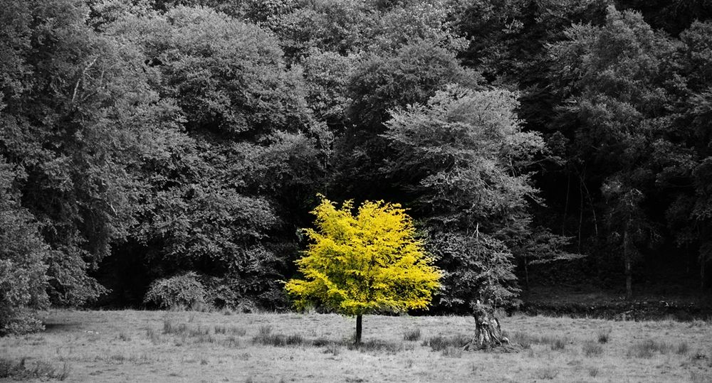 Yellow  Tree by Andi Birkholz 