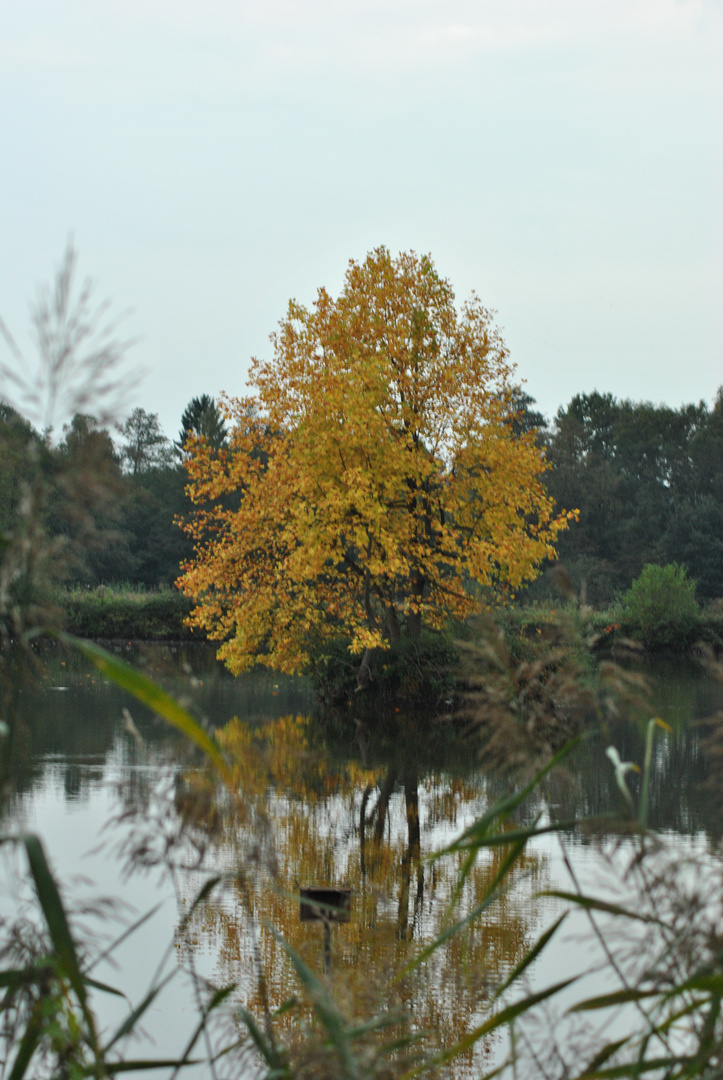 Yellow Tree