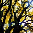 Yellow Tree