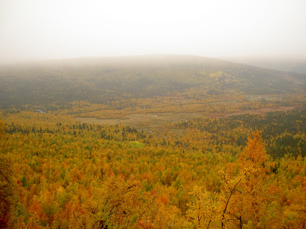 Yellow trees