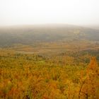 Yellow trees