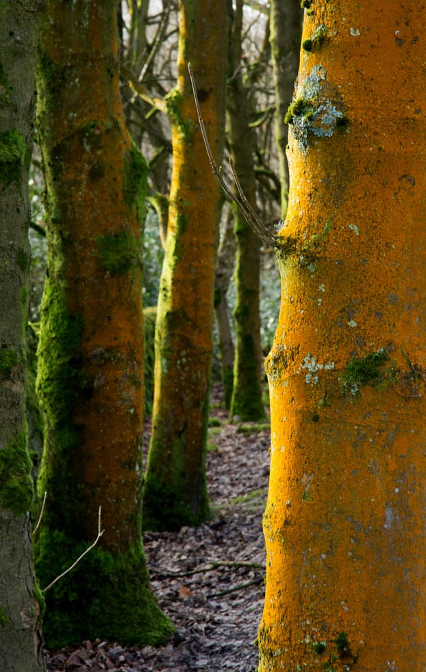 Yellow trees