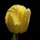 Yellow tulip